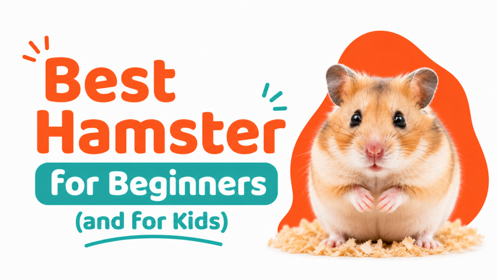 Best Hamster for Beginners (and for Kids)