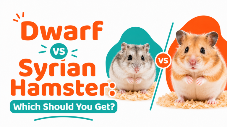 Dwarf vs Syrian Hamster: Which Should You Get?