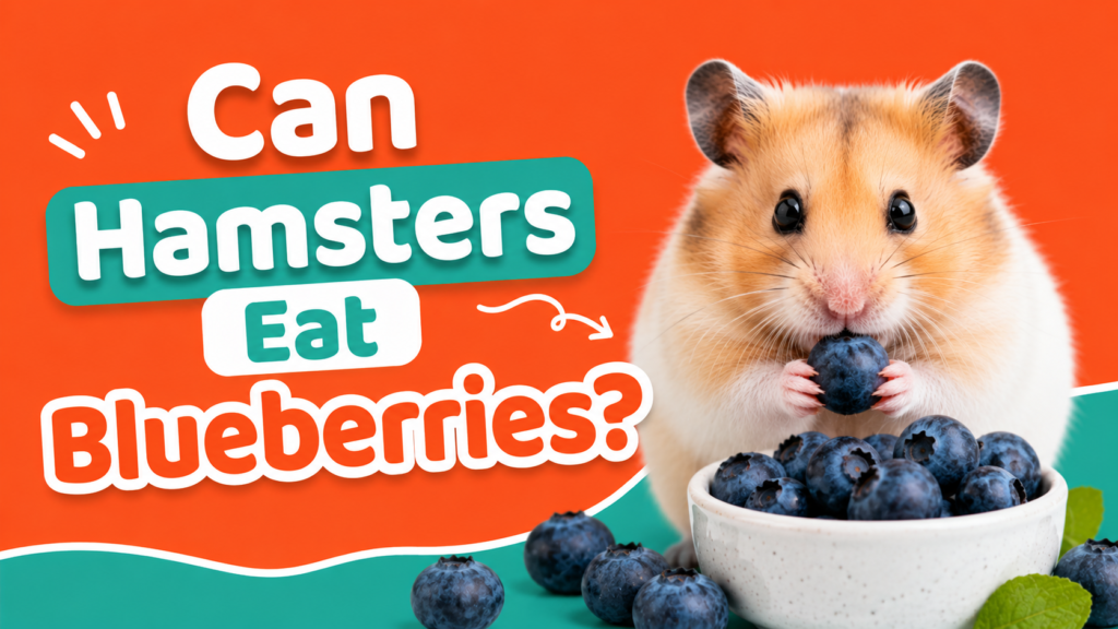 Can Hamsters Eat Blueberries?