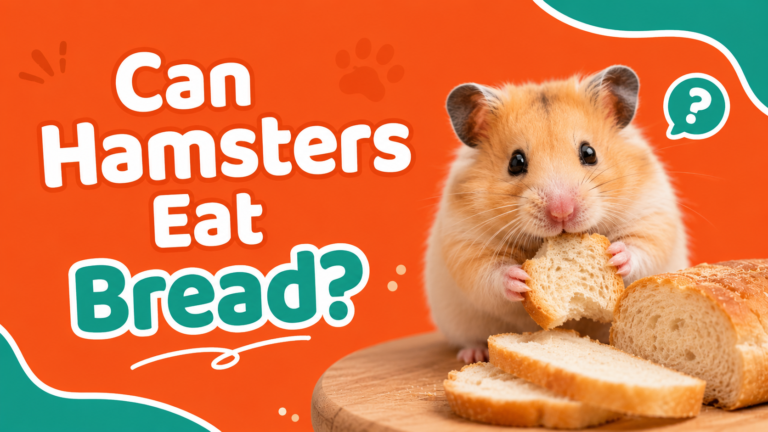 Can Hamsters Eat Bread?
