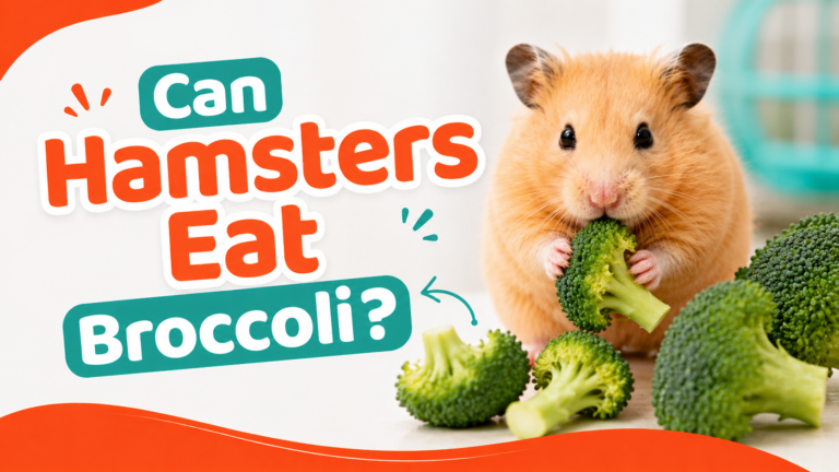Can Hamsters Eat Broccoli?