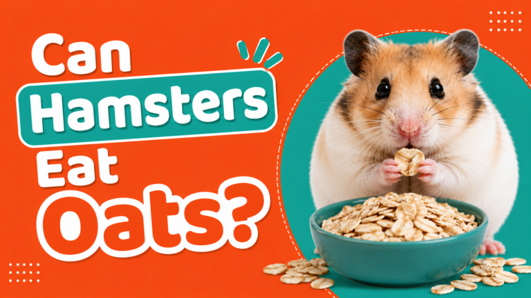 Can Hamsters Eat Oats?