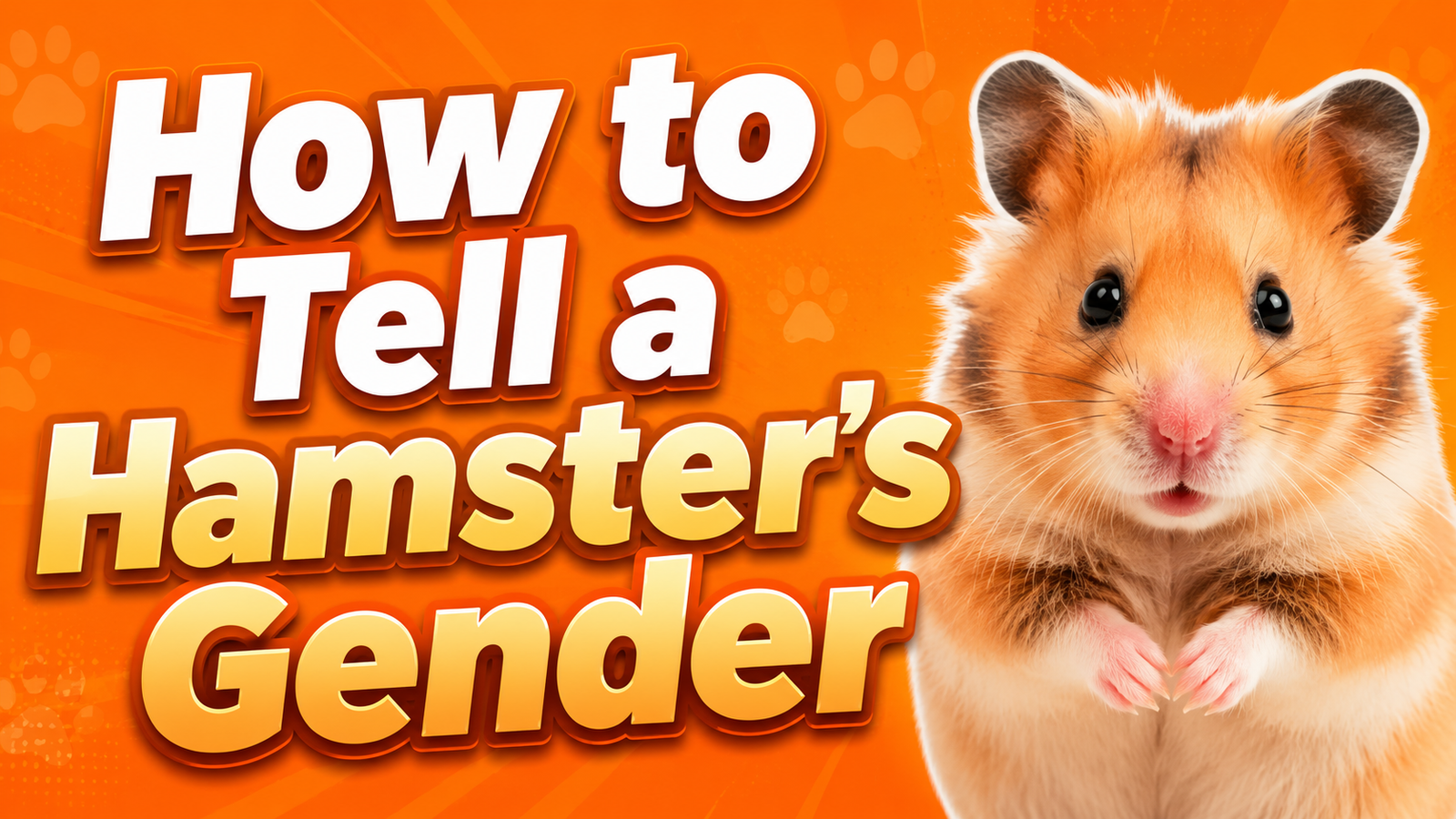 How to Tell a Hamster's Gender