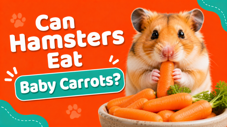Can Hamsters Eat Baby Carrots?