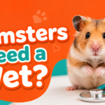 Do Hamsters Need a Vet?