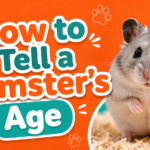 How to Tell a Hamster's Age