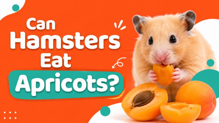 Can Hamsters Eat Apricots?