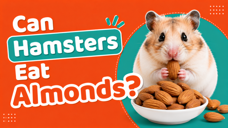Can Hamsters Eat Almonds?