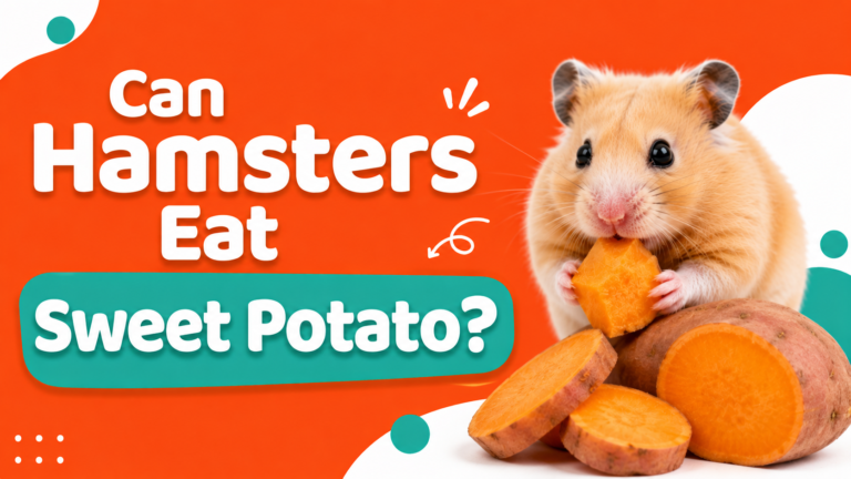 Can Hamsters Eat Sweet Potato?