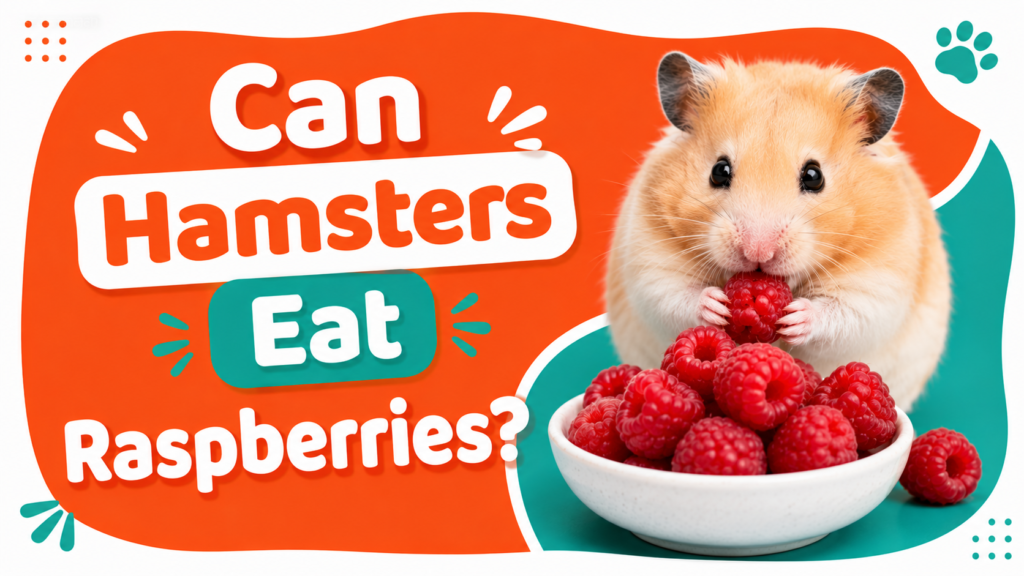 Can Hamsters Eat Raspberries?
