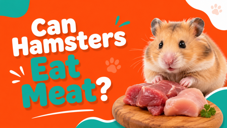 Can Hamsters Eat Meat?
