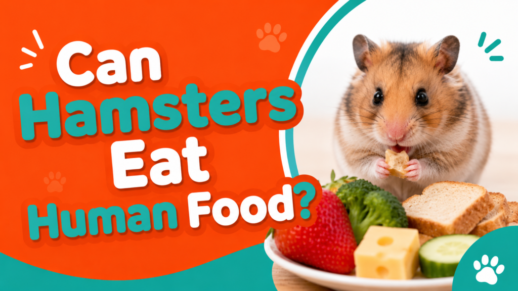 Can Hamsters Eat Human Food?