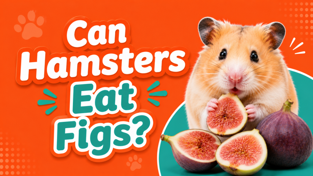 Can Hamsters Eat Figs?