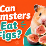 Can Hamsters Eat Figs?