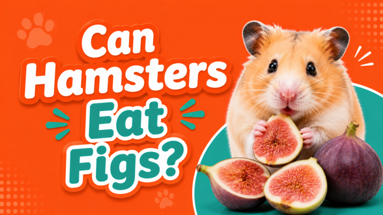 Can Hamsters Eat Figs?
