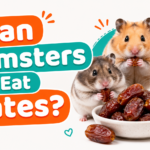 Can Hamsters Eat Dates?