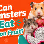 Can Hamsters Eat Dragon Fruit?
