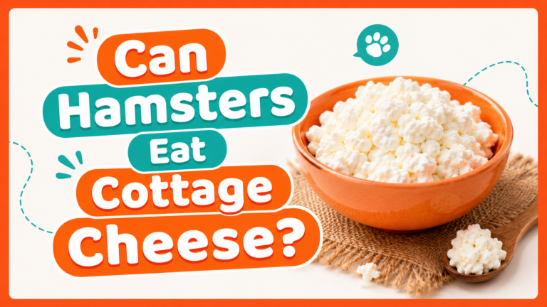 Can Hamsters Eat Cottage Cheese?