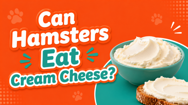 Can Hamsters Eat Cream Cheese?