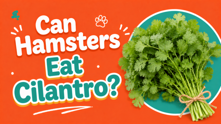 Can Hamsters Eat Cilantro?