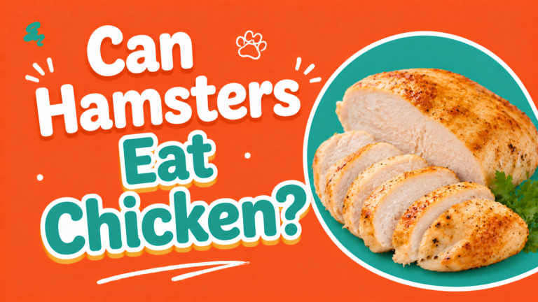 Can Hamsters Eat Chicken?