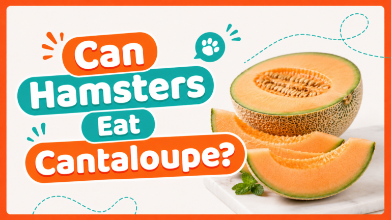 Can Hamsters Eat Cantaloupe?