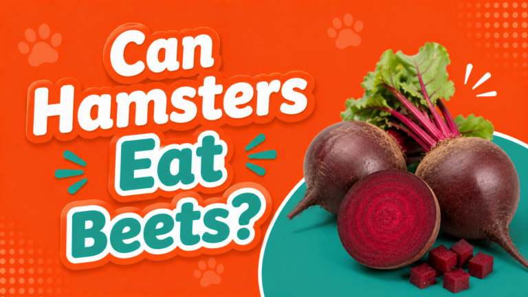 Can Hamsters Eat Beets?