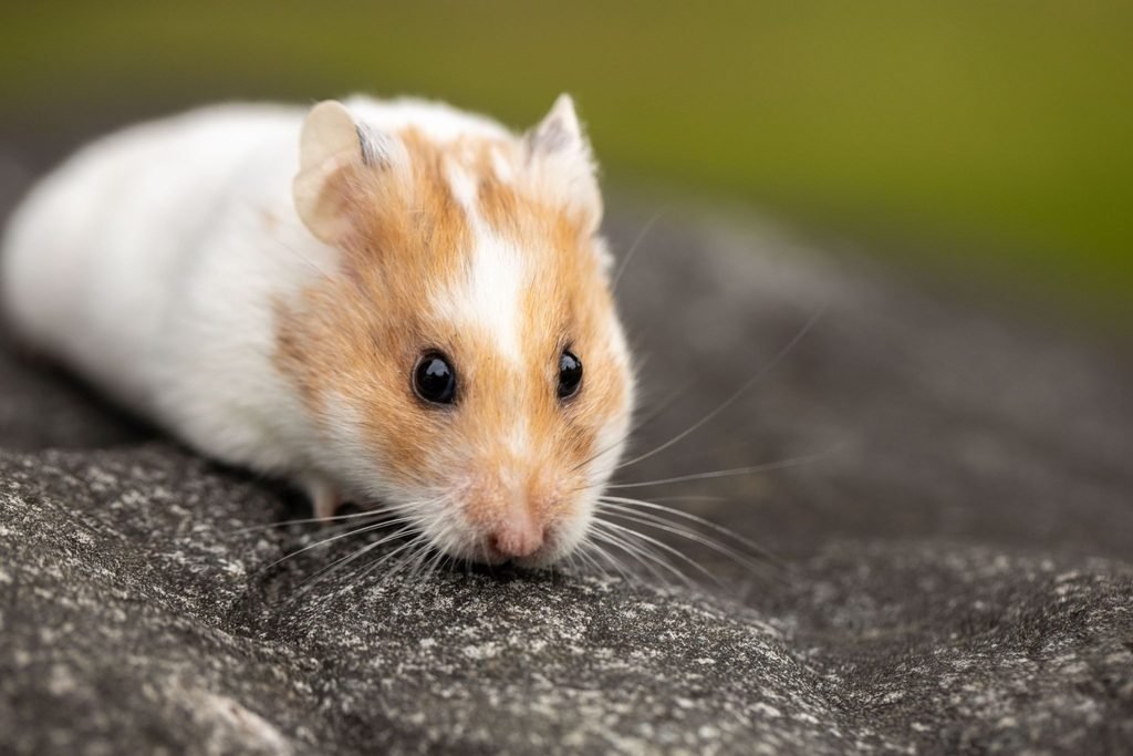How long do hamsters live?