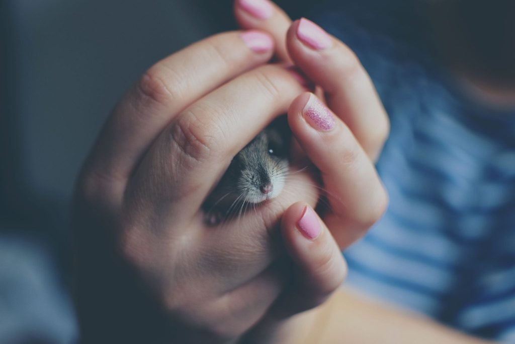 Common beginner hamster care mistakes