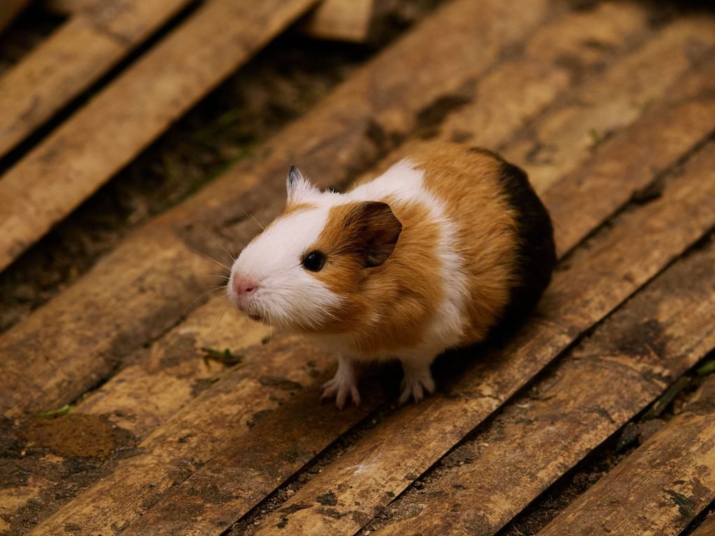 Understanding normal hamster behavior