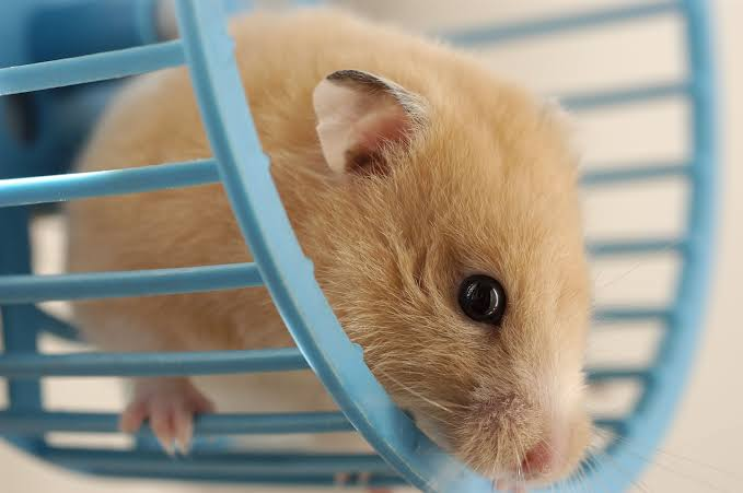 What should be inside a hamster cage?